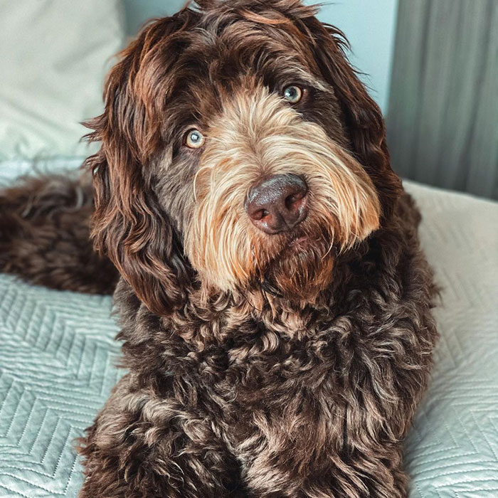 Fluffy Newfypoo dog resting on a bed, showcasing its curly coat and distinctive features. Fluffy Newfypoo dog resting on a bed, showcasing its curly coat and distinctive features.