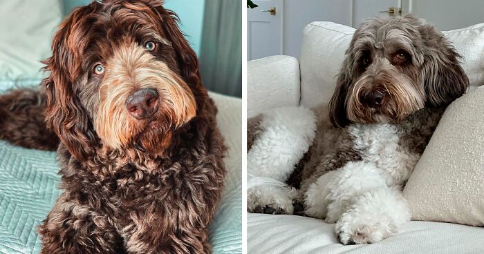 Newfypoo Dog Breed: Facts, Information, and Characteristics