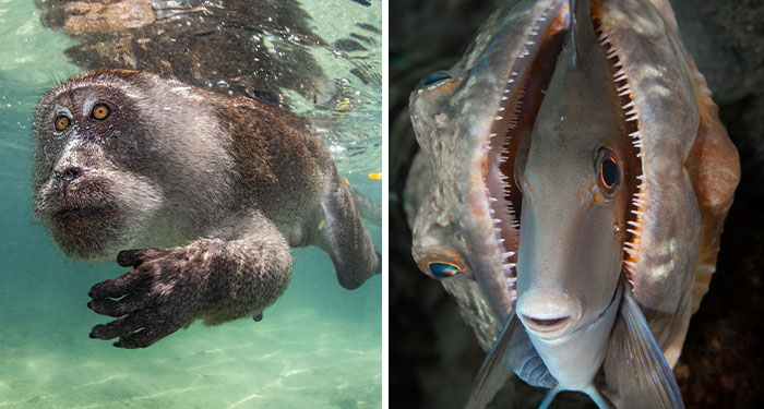 Ocean Art Contest 2023: 30 Images Showcasing Never-Before-Seen Behaviors, Captivating Blackwater Scenes And More