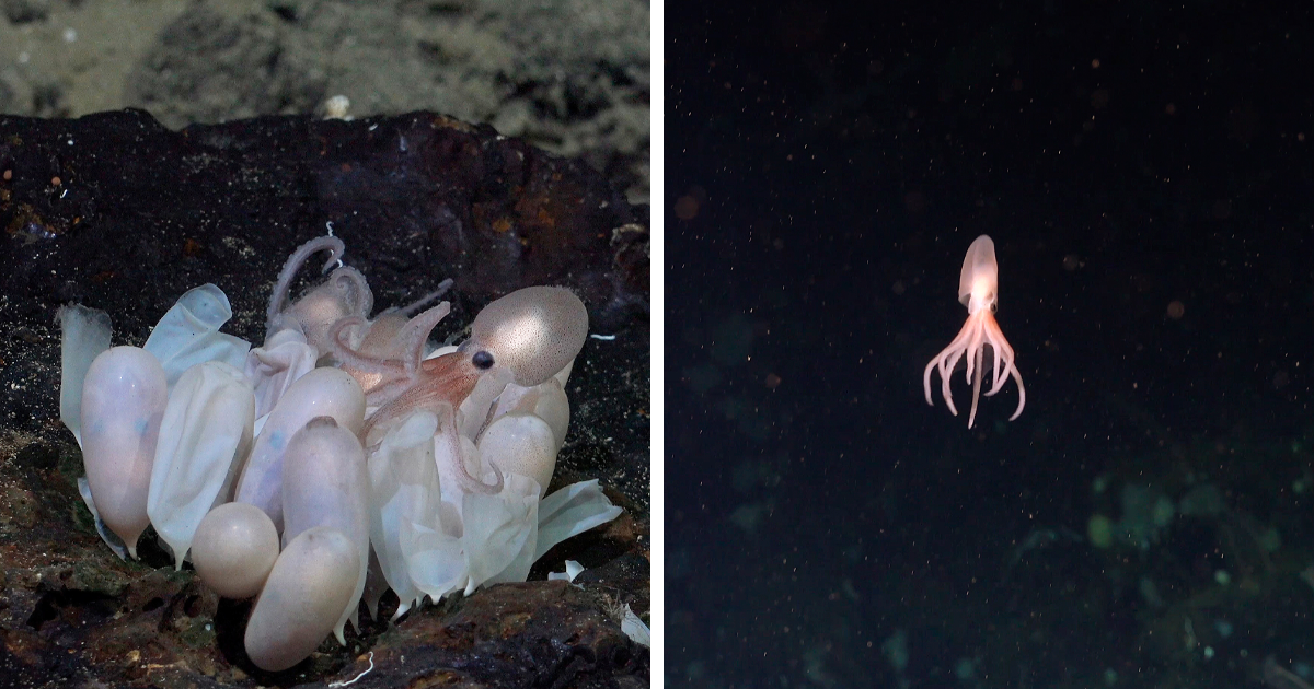 Scientists Discover Four New Octopus Species, And The Images Are Otherworldly - Vimarsana News
