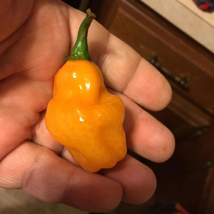 Person Exposes Office Food Thief With A Planted Lunch Burrito: “He Immediately Threw Up” Person Exposes Office Food Thief With A Planted Lunch Burrito: “He Immediately Threw Up”