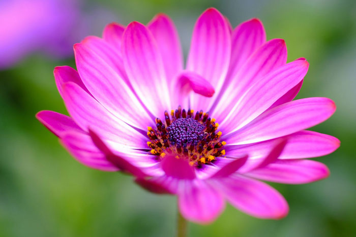 Close up of a pink african daisy flower