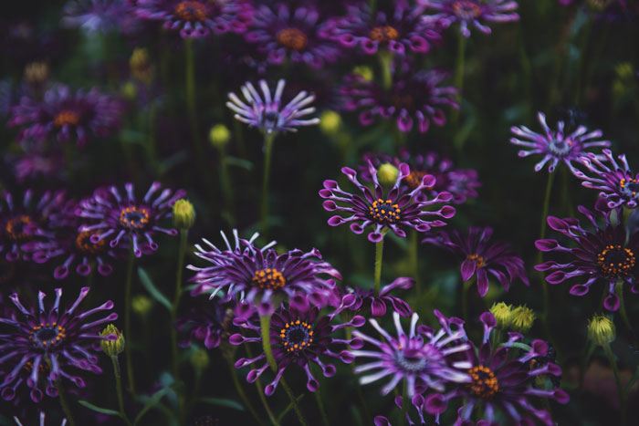 Shallow focus photo of african daisy flowers