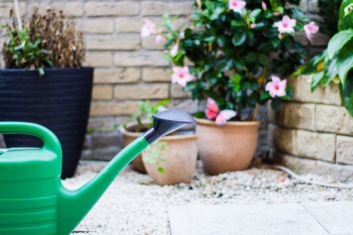 Green watering can on the background of flowers in pots