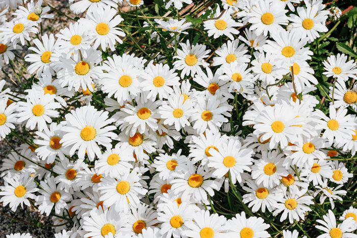 White daisy flowers during a daytime