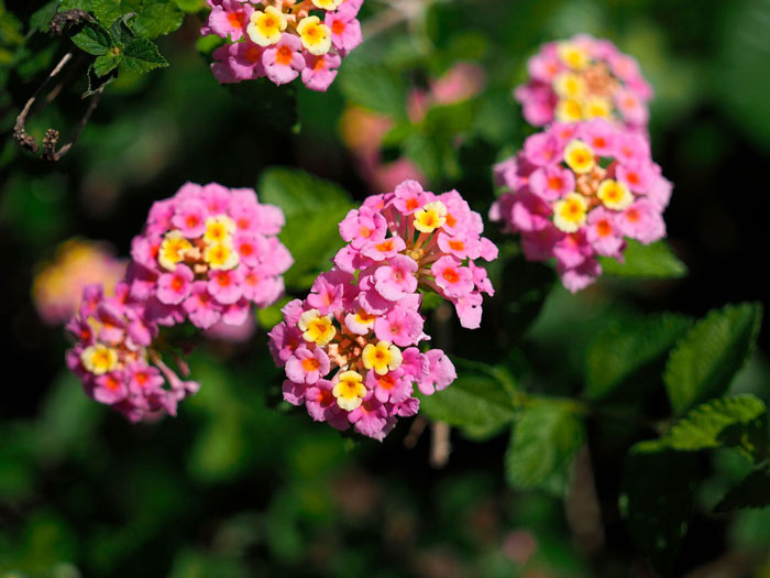 Close-up view of lantana flowers