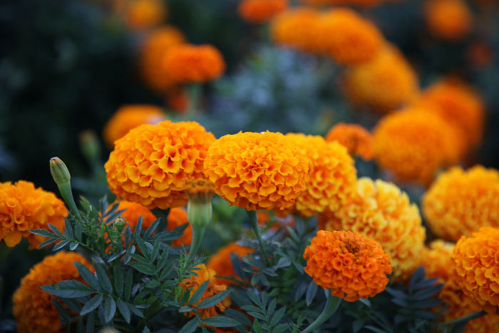 Close up view of marigolds flowers