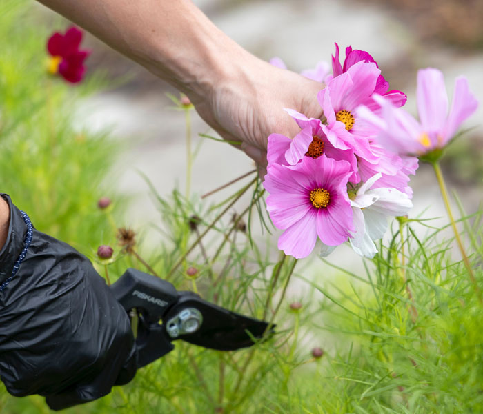 A person pruning flowers