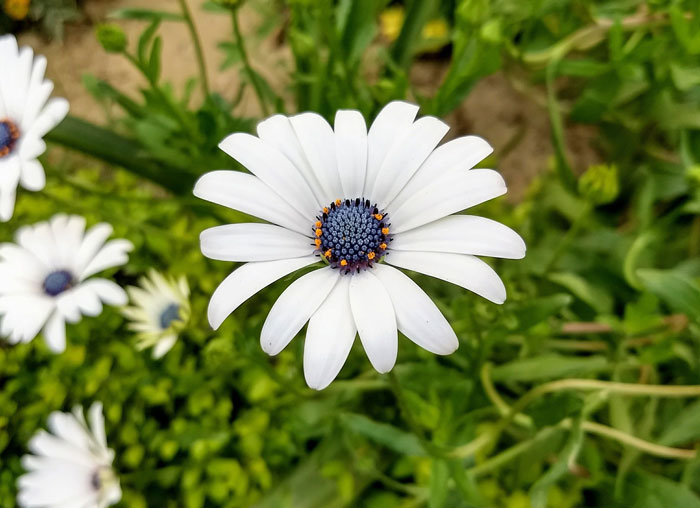 Blue-eyed daisy