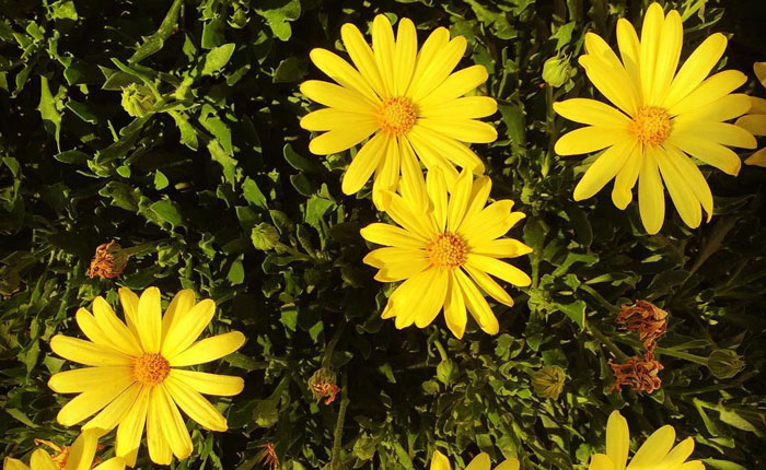 Tips for Growing And Caring for Osteospermum (African Daisy)