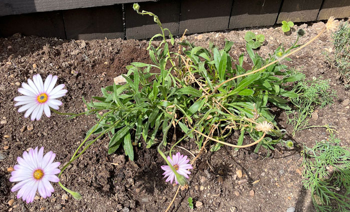 Damaged osteospermum in the ground near the fence