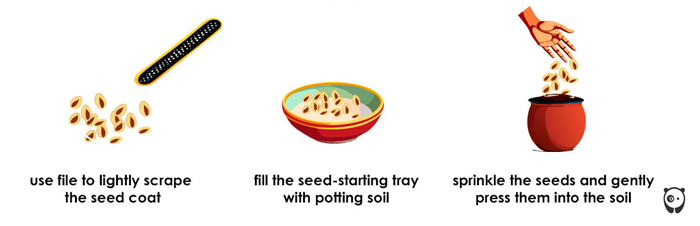illustration how to scarify seeds