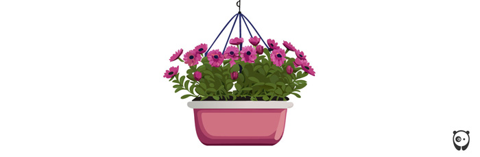 illustration of hanging osteospermum in a container
