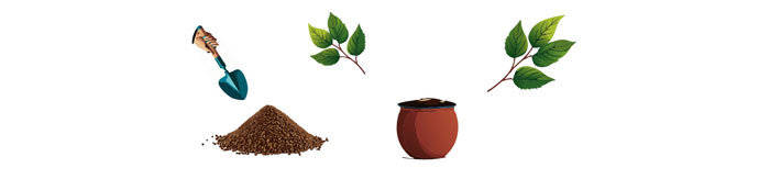 Illustration of potting mix nearby the pot and two non-flowering stems