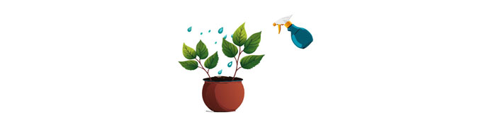 Illustration of spraying the plant in the pot