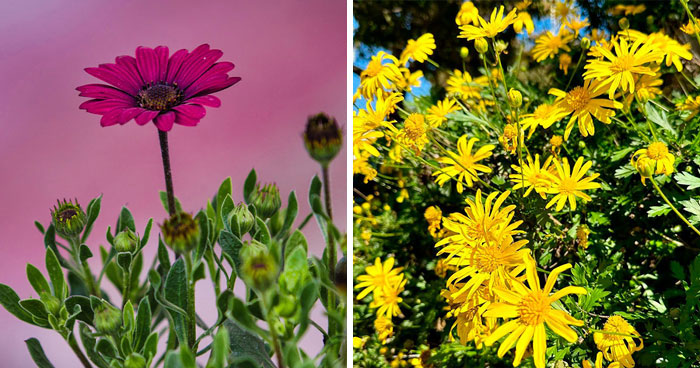 Tips for Growing And Caring for Osteospermum (African Daisy)