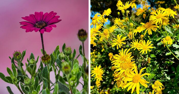Tips for Growing And Caring for Osteospermum (African Daisy)