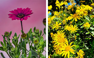 Tips for Growing And Caring for Osteospermum (African Daisy)