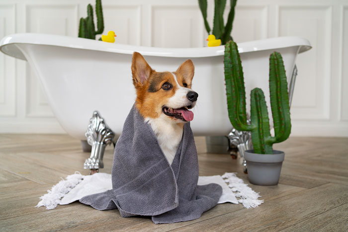 corgi sitting near the bath in a towel