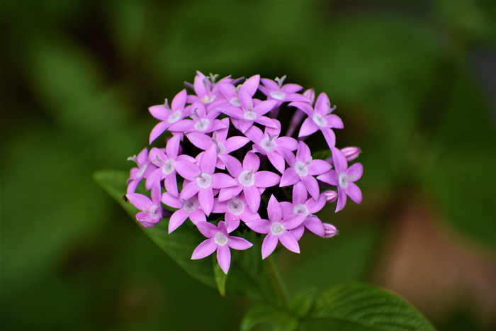 pink pentas 