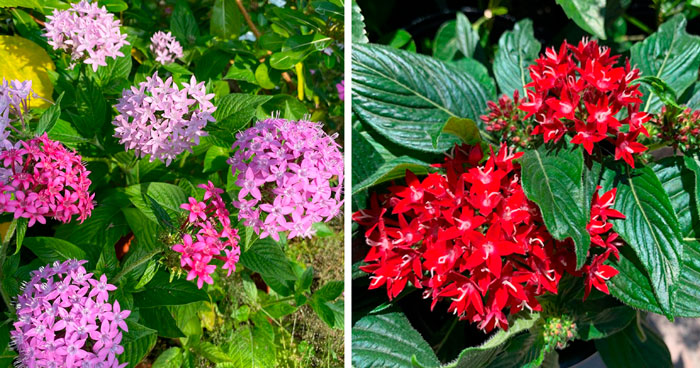 Why Pentas Are A Must-Have In Your Garden: All The Tips And Secrets
