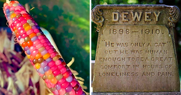 This Online Group Shares Everything That’s Awesome, And Here Are 39 Of Their Top New Pics