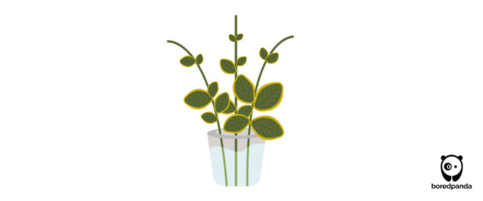 Periwinkle plant stems with green leaves submerged partially in clear water in a simple illustration style Periwinkle plant stems with green leaves submerged partially in clear water in a simple illustration style