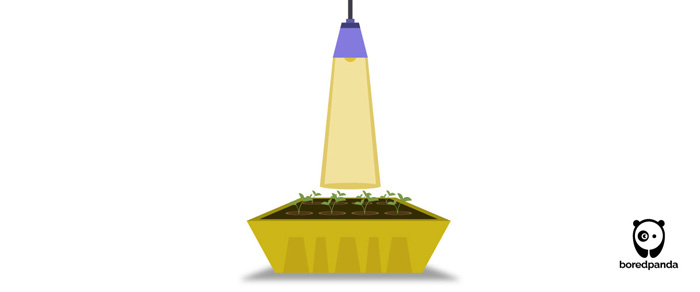 Seed propagation illustration