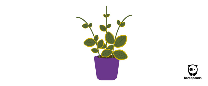 Illustration of propagating periwinkle plant in soil with green leaves growing from stems in a purple pot. Illustration of propagating periwinkle plant in soil with green leaves growing from stems in a purple pot.