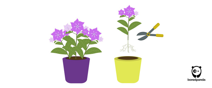 Illustration of periwinkle plant propagation by division method showing separated plants and gardening shears. Illustration of periwinkle plant propagation by division method showing separated plants and gardening shears.