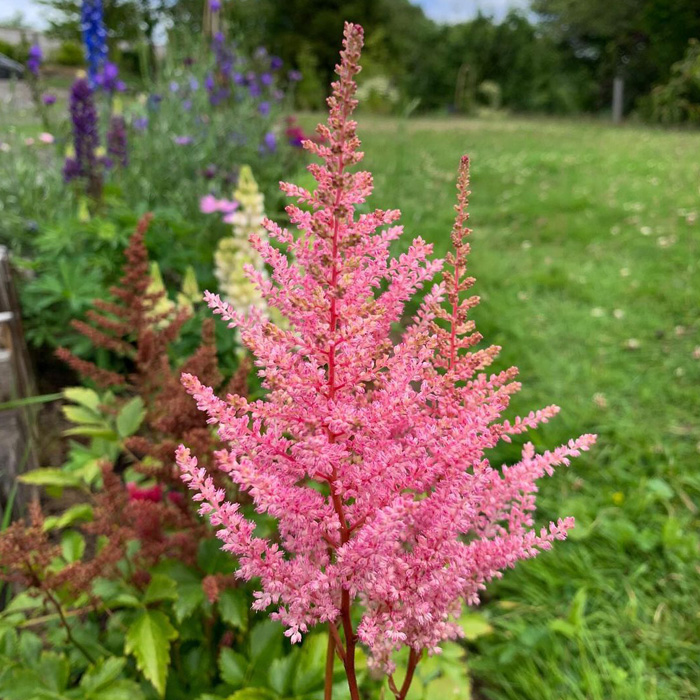 Pink Astilbe blooming in a garden setting, complementing the periwinkle plant with vibrant colors and lush greenery. Pink Astilbe blooming in a garden setting, complementing the periwinkle plant with vibrant colors and lush greenery.