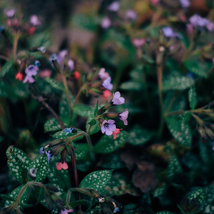 Close-up of purple lungwort flowers and spotted leaves, highlighting periwinkle plant growing tips and care essentials. Close-up of purple lungwort flowers and spotted leaves, highlighting periwinkle plant growing tips and care essentials.