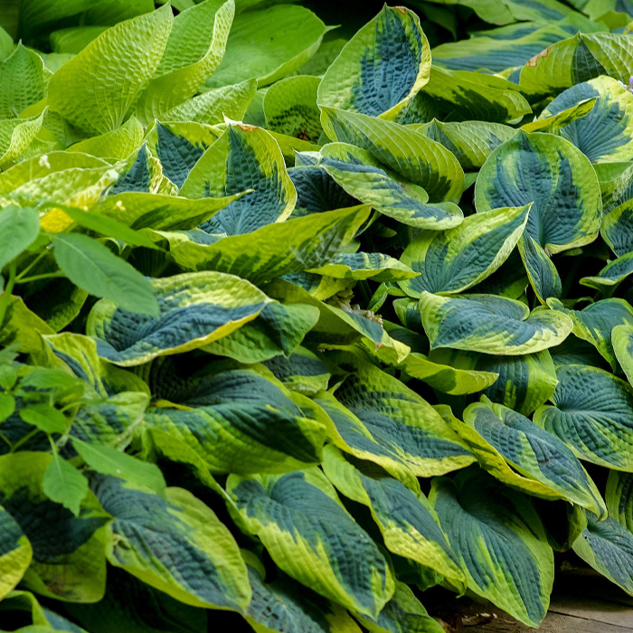 Close-up of variegated hosta bush leaves with lush green tones, highlighting periwinkle plant care essentials in a garden setting. Close-up of variegated hosta bush leaves with lush green tones, highlighting periwinkle plant care essentials in a garden setting.