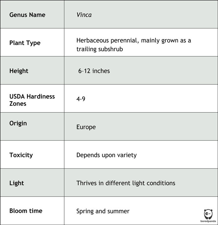 Table showing key details of the periwinkle plant including genus, height, light requirements, and bloom time in spring and summer. Table showing key details of the periwinkle plant including genus, height, light requirements, and bloom time in spring and summer.