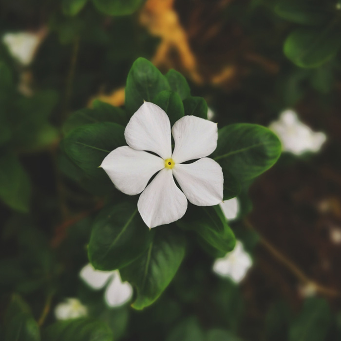 White common periwinkle plant flower with five petals surrounded by green leaves, highlighting periwinkle plant care and growth. White common periwinkle plant flower with five petals surrounded by green leaves, highlighting periwinkle plant care and growth.