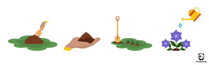 Illustration showing how to plant a periwinkle plant, including soil preparation, planting, watering, and growing stages. Illustration showing how to plant a periwinkle plant, including soil preparation, planting, watering, and growing stages.