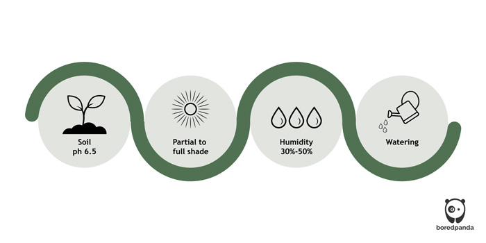 Illustrations showing periwinkle plant care tips including soil pH, light needs, humidity range, and watering guidelines. Illustrations showing periwinkle plant care tips including soil pH, light needs, humidity range, and watering guidelines.