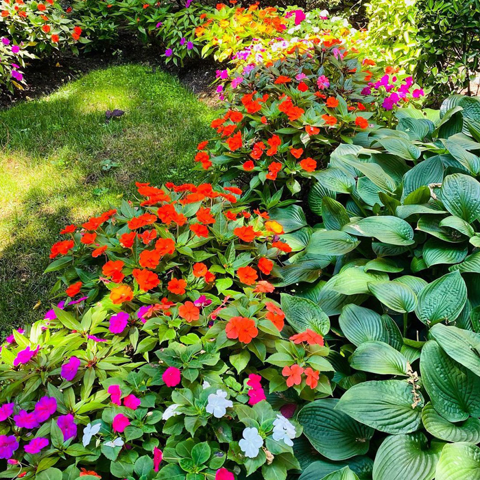Periwinkle plant blooming in vibrant colors, beautifully lining garden borders with lush green foliage under sunlight. Periwinkle plant blooming in vibrant colors, beautifully lining garden borders with lush green foliage under sunlight.