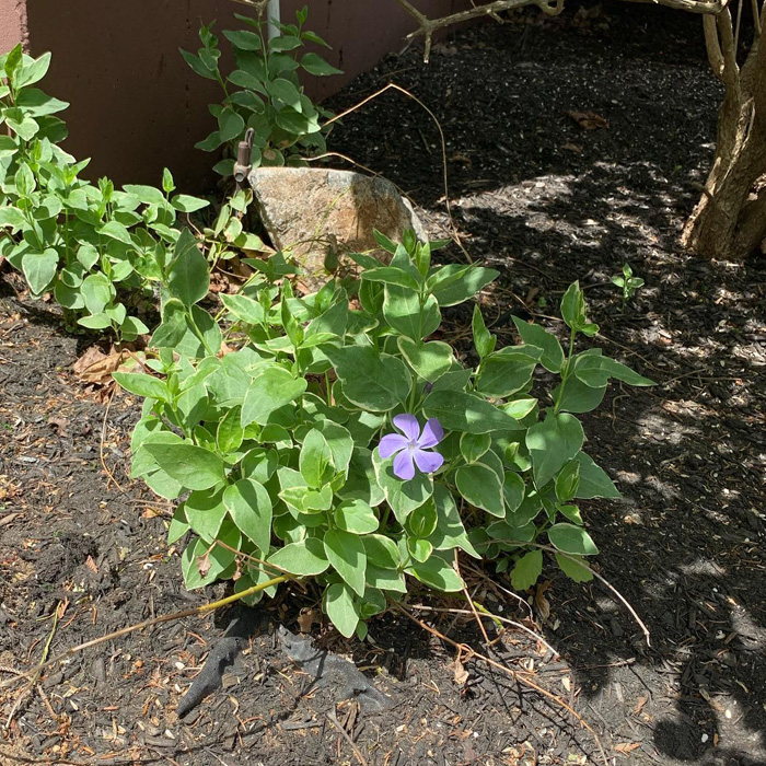 Purple periwinkle plant with green leaves growing in shaded garden soil under sunlight. Purple periwinkle plant with green leaves growing in shaded garden soil under sunlight.