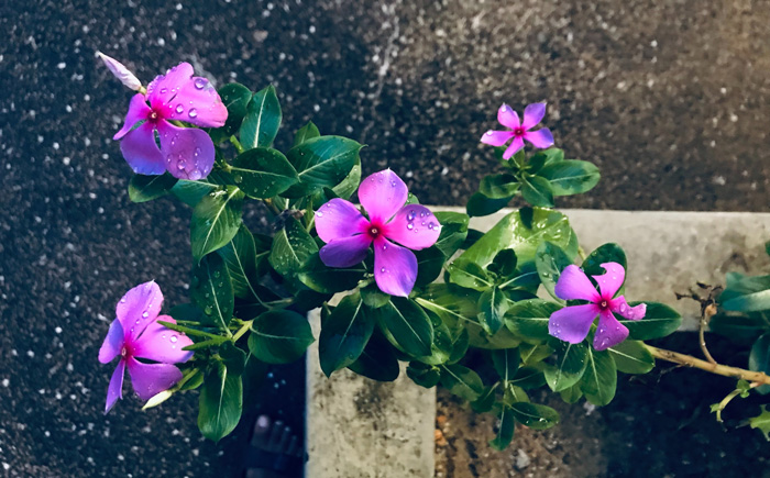 Pink periwinkle plant with green leaves and water droplets, showing healthy growth and vibrant blooms outdoors. Pink periwinkle plant with green leaves and water droplets, showing healthy growth and vibrant blooms outdoors.