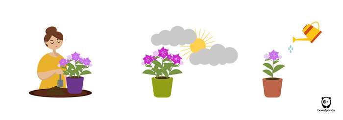 Illustrations of periwinkle plant showing planting, sunlight exposure, and watering care essentials. Illustrations of periwinkle plant showing planting, sunlight exposure, and watering care essentials.