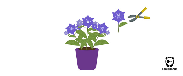 Illustration of pruning a periwinkle plant with garden shears to promote healthy growth and care essentials. Illustration of pruning a periwinkle plant with garden shears to promote healthy growth and care essentials.