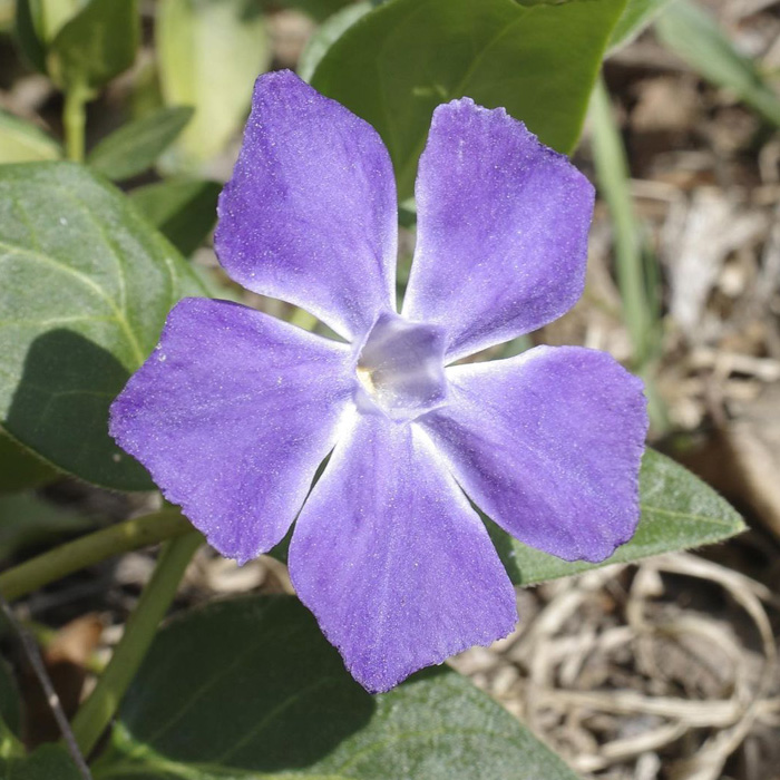 Purple greater periwinkle flower in sunlight with green leaves, showcasing the periwinkle plant in a natural garden setting. Purple greater periwinkle flower in sunlight with green leaves, showcasing the periwinkle plant in a natural garden setting.