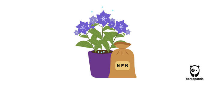 Illustration of fertilizing a periwinkle plant with NPK fertilizer to support healthy growth and vibrant blooms. Illustration of fertilizing a periwinkle plant with NPK fertilizer to support healthy growth and vibrant blooms.