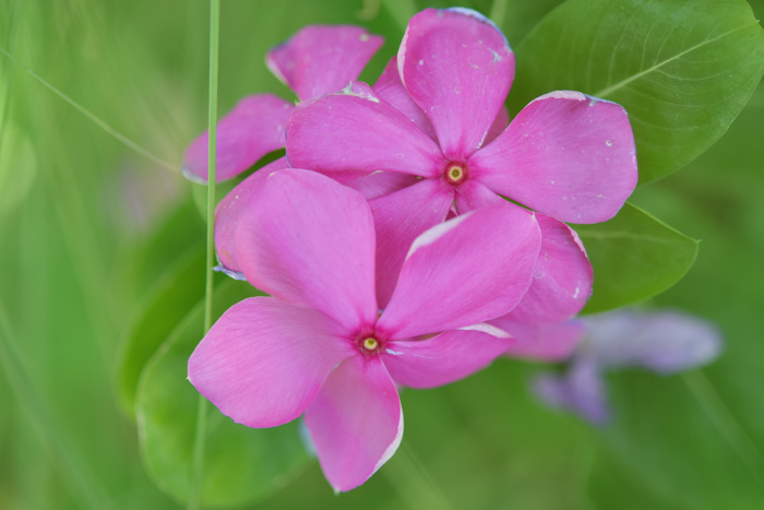 Pink Madagascar periwinkle flowers blooming with vibrant petals and green leaves, showcasing a healthy periwinkle plant close-up. Pink Madagascar periwinkle flowers blooming with vibrant petals and green leaves, showcasing a healthy periwinkle plant close-up.