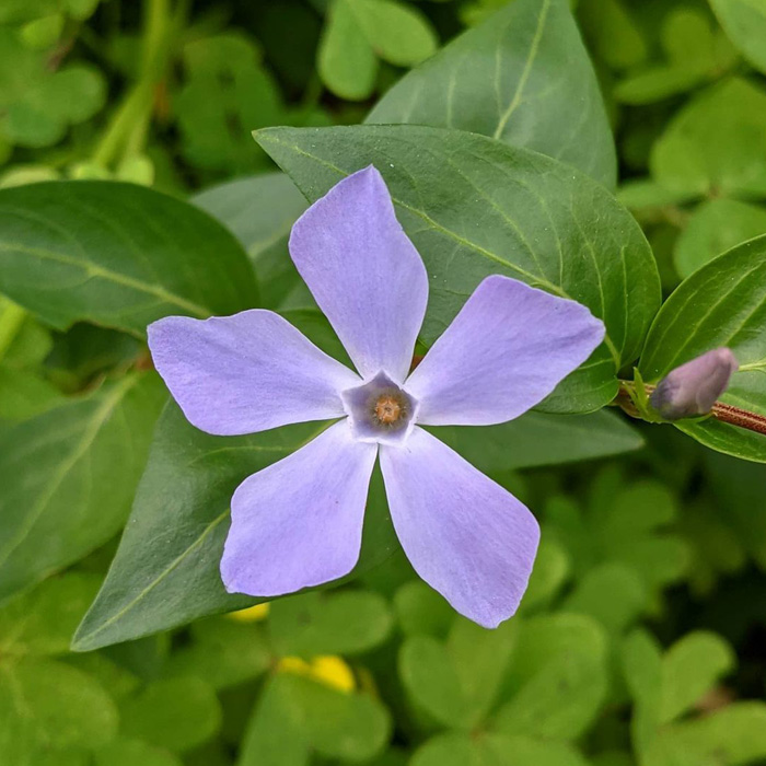 Purple intermediate periwinkle plant flower surrounded by green leaves, showcasing growing tips and care essentials. Purple intermediate periwinkle plant flower surrounded by green leaves, showcasing growing tips and care essentials.