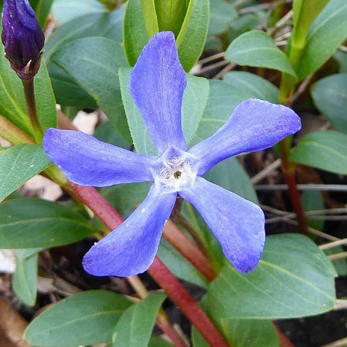 Close-up of a purple herbaceous periwinkle plant flower with green leaves and stems in natural outdoor setting. Close-up of a purple herbaceous periwinkle plant flower with green leaves and stems in natural outdoor setting.