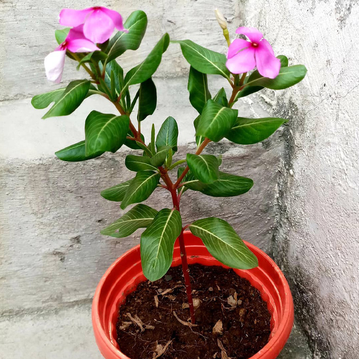 Pink periwinkle plant with green leaves growing in a red pot against a concrete wall, highlighting periwinkle plant care. Pink periwinkle plant with green leaves growing in a red pot against a concrete wall, highlighting periwinkle plant care.