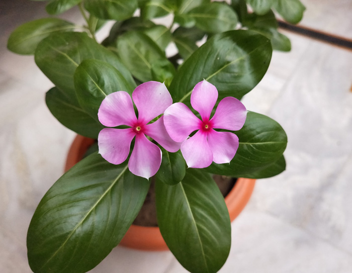 Pink Periwinkle Plant