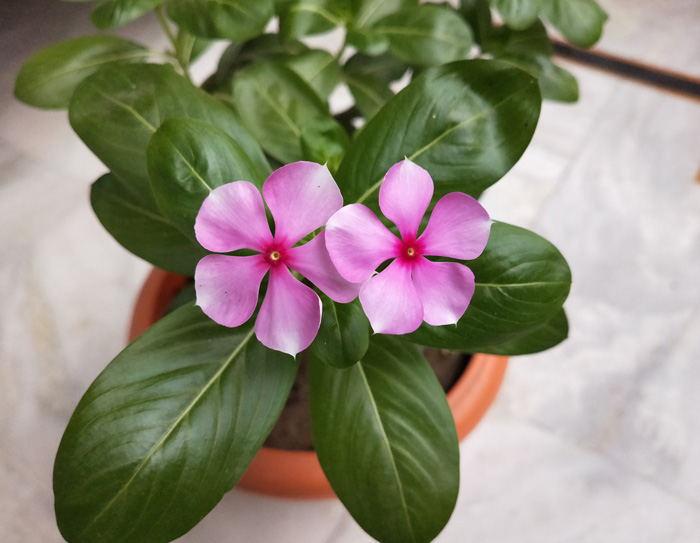 Pink periwinkle plant with vibrant green leaves in a terracotta pot, showcasing healthy growth and care essentials. Pink periwinkle plant with vibrant green leaves in a terracotta pot, showcasing healthy growth and care essentials.